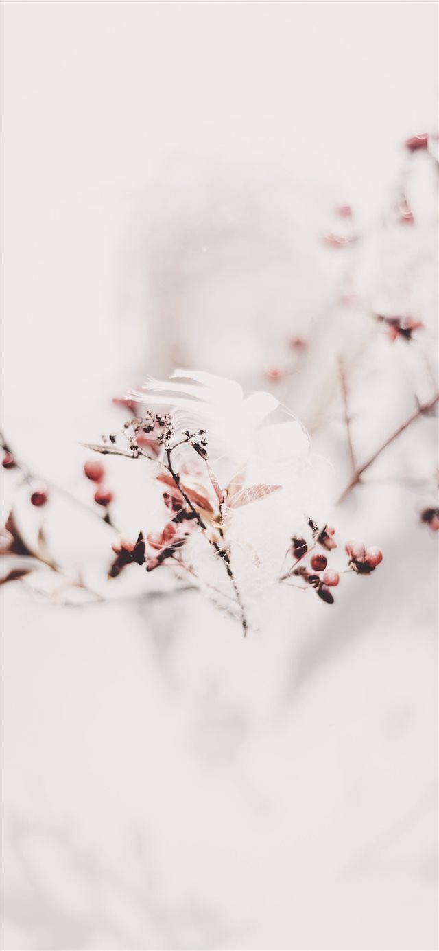 1125x2436 Feather and Branches - cold iPhone X Wallpaper