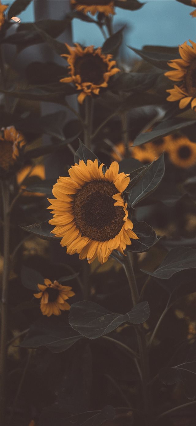 1125x2436 Singapore airport - moody iPhone X Wallpaper