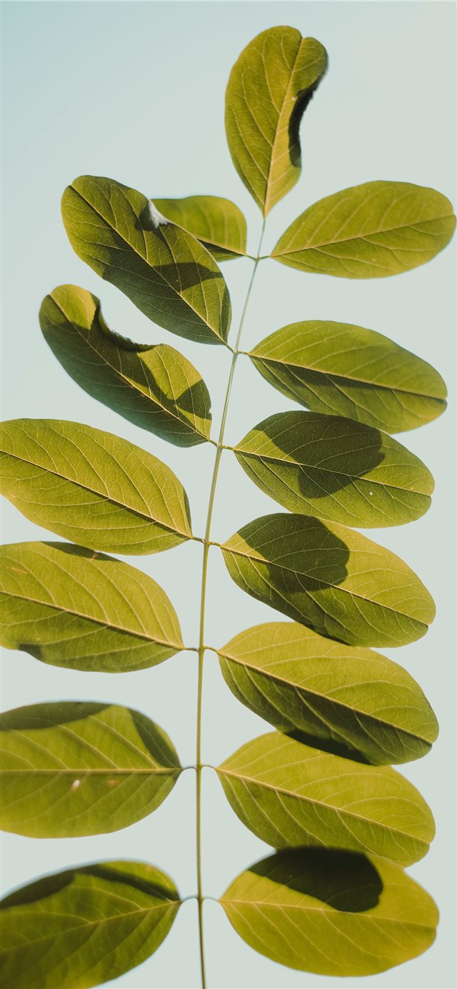 1125x2436 Backlighted Leave Macro Close Up - outdoor iPhone X Wallpaper