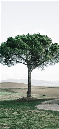 Dreamy tree wallpaper