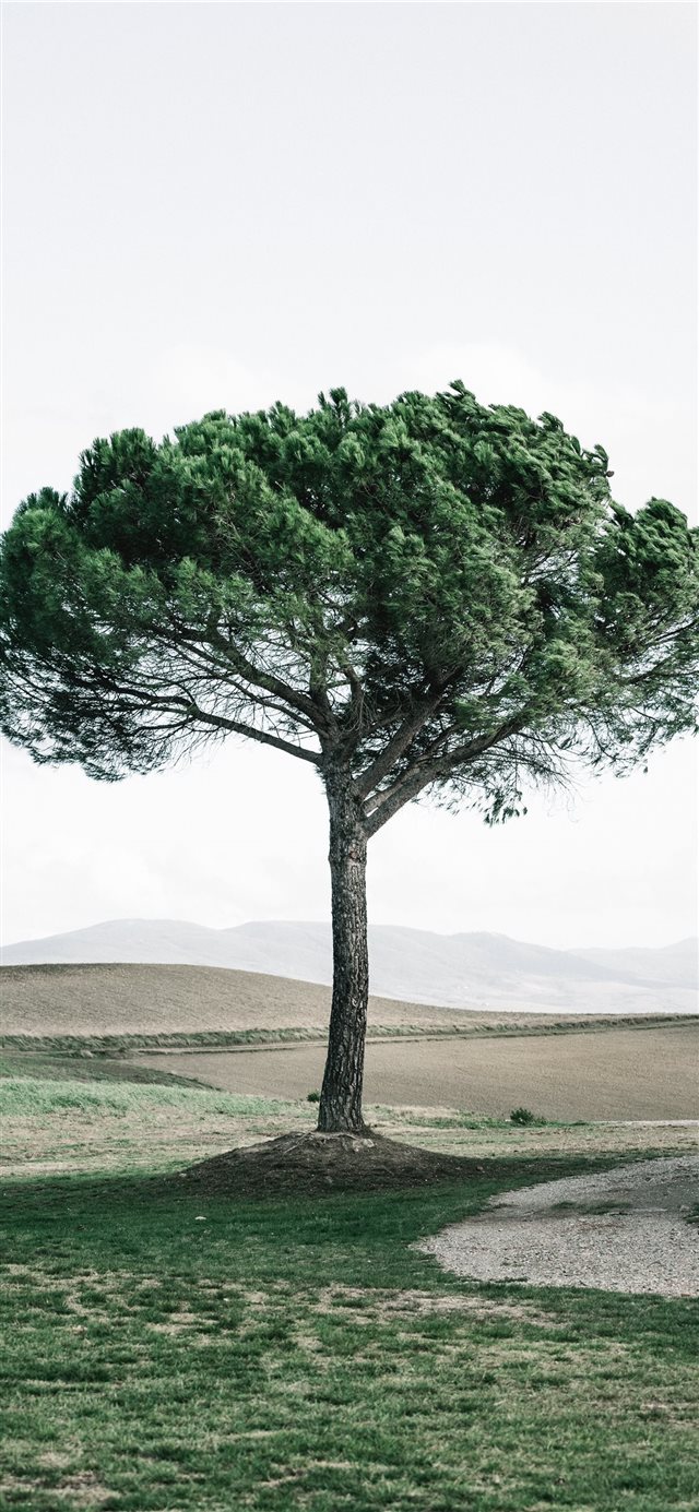 1125x2436 Dreamy tree - italy iPhone X Wallpaper