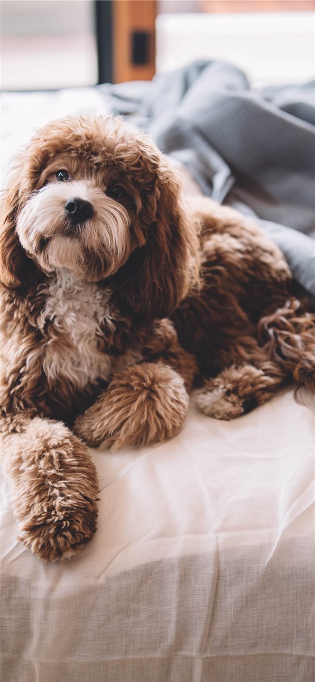1125x2436 Odie Enjoying a Lazy Day - puppy iPhone X Wallpaper