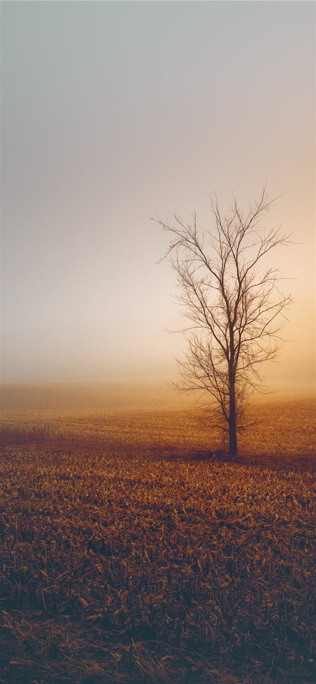 1125x2436 Foggy Winter Morning - field iPhone X Wallpaper