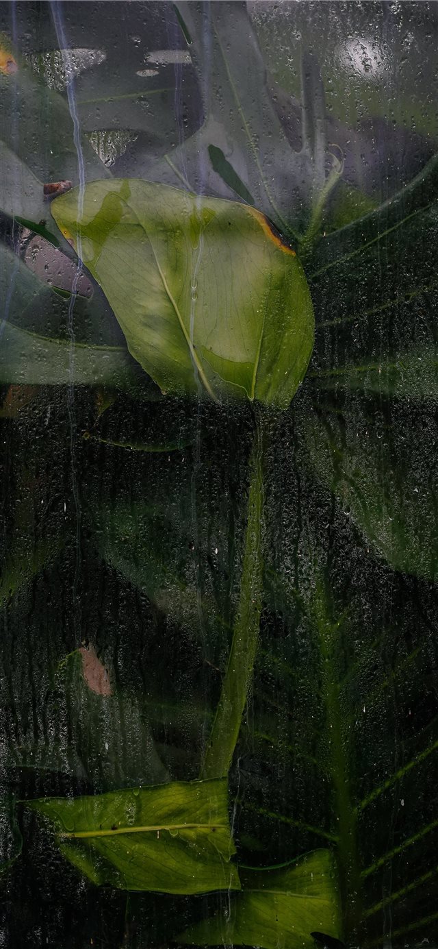1125x2436 green and black abstract painting - bird iPhone X Wallpaper