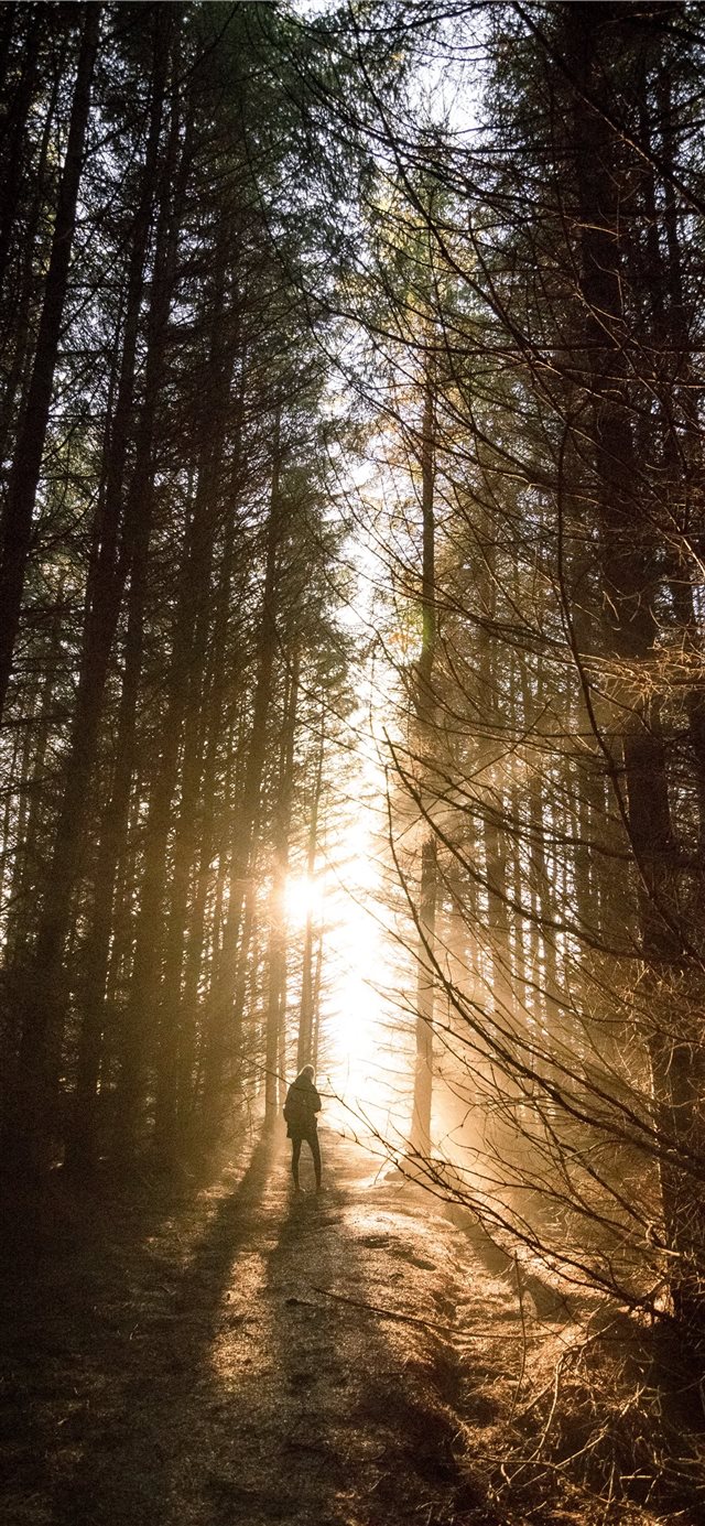 1125x2436 Incredible sunset through the woods - beams iPhone X Wallpaper