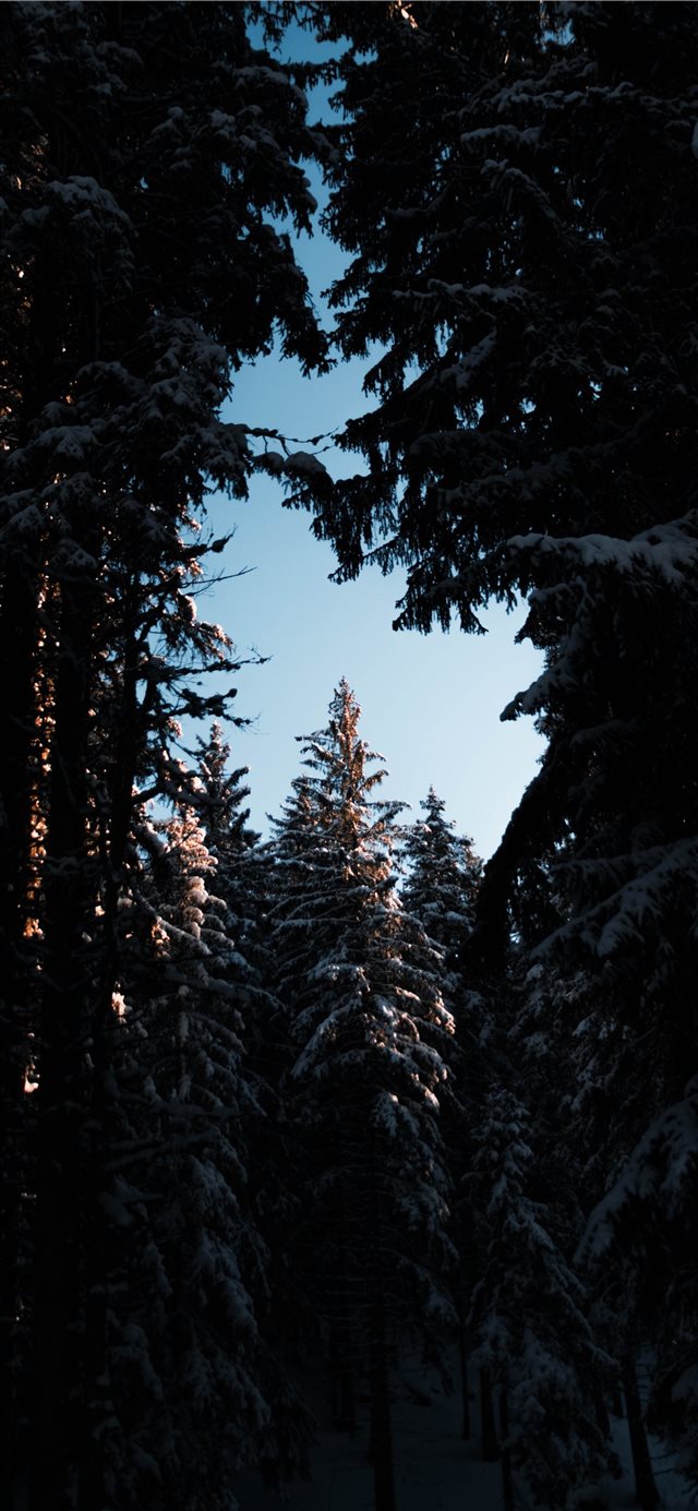1125x2436 Sunset trough the forest - fir iPhone X Wallpaper