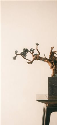 bonzai tree by the edge of wooden table wallpaper