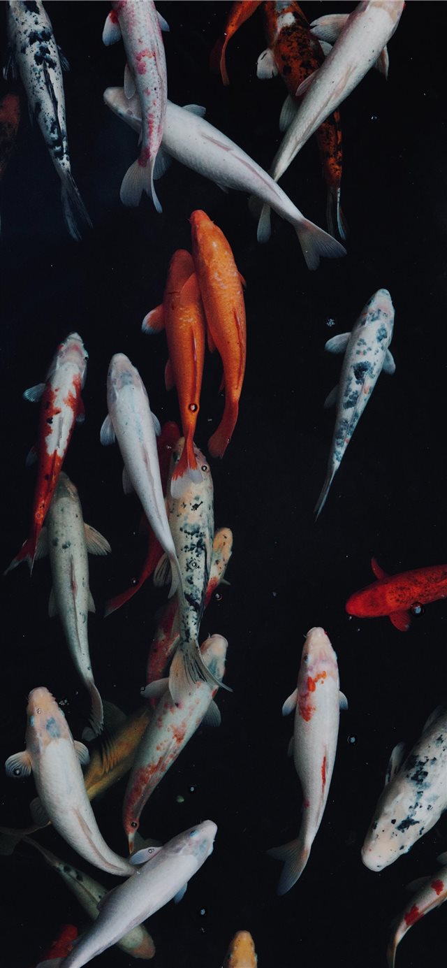1125x2436 white and orange koi fish -  iPhone X Wallpaper