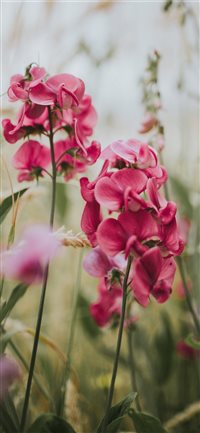 selective focus photography of pink moth orchids wallpaper
