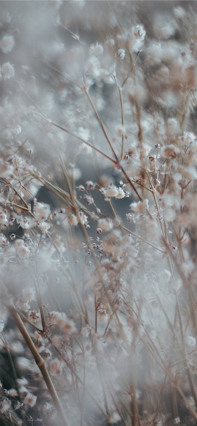 1125x2436 white cluster flower - snow iPhone X Wallpaper