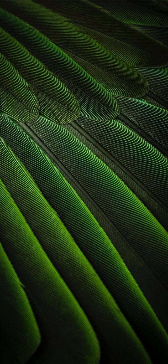 1125x2436 Feather simplicity - green iPhone X Wallpaper