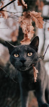 Russian blue cat under tree wallpaper