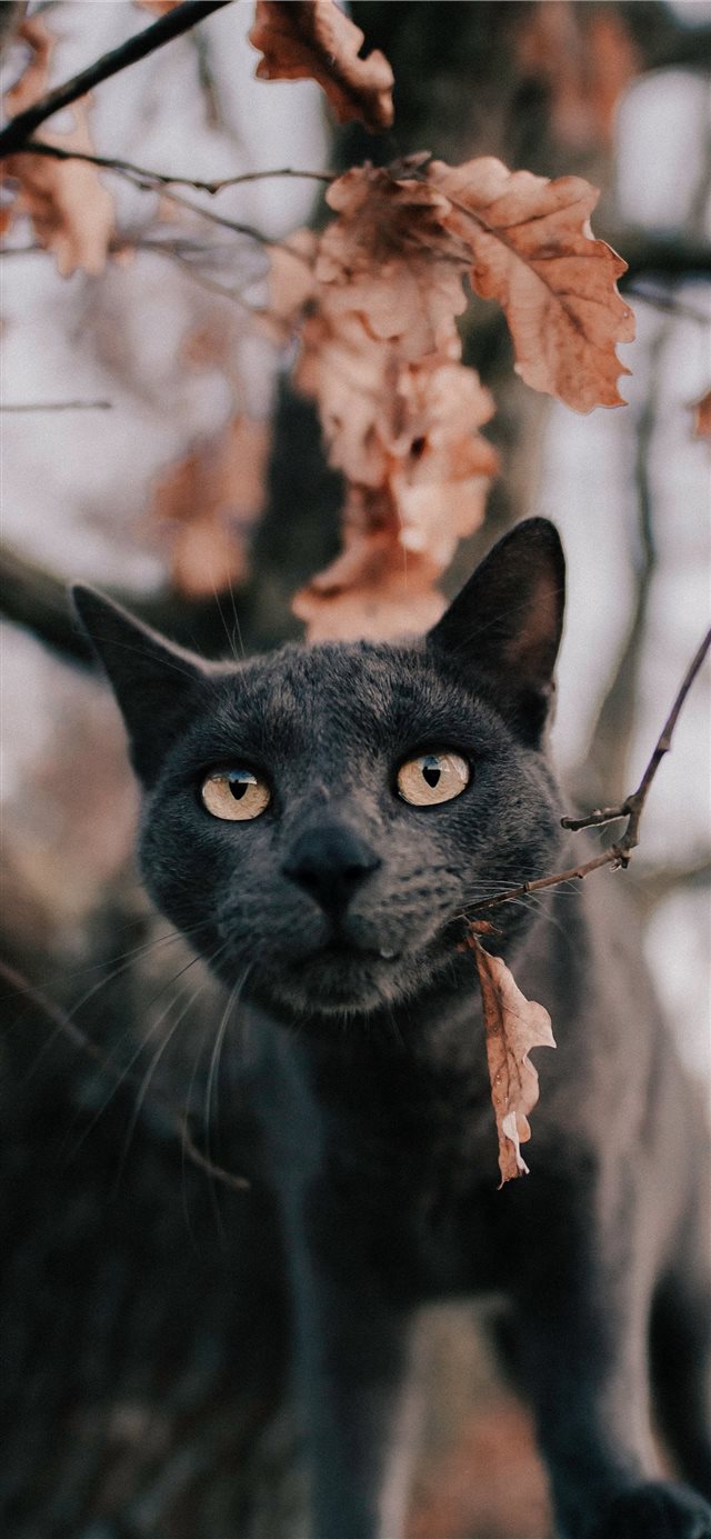 1125x2436 Russian blue cat under tree - cat iPhone X Wallpaper