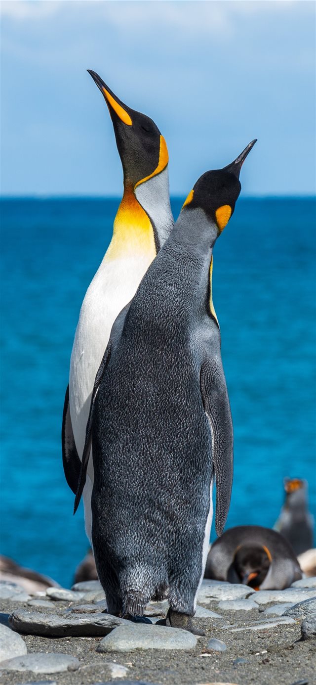 1125x2436 two penguins on seashore during daytime - bird iPhone X Wallpaper