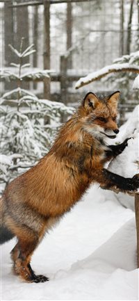 Fox in Lapland  Finland wallpaper