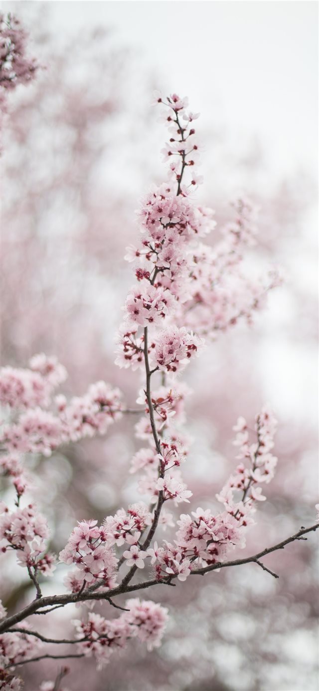 1125x2436 Atascadero  USA - spring iPhone X Wallpaper
