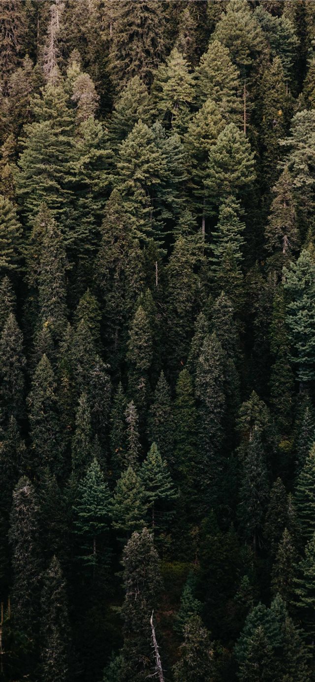 1125x2436 Vertical Greens - green iPhone X Wallpaper