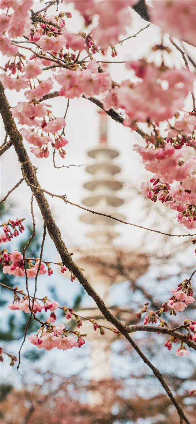 1125x2436 Spring in Hamburg - blossom iPhone X Wallpaper