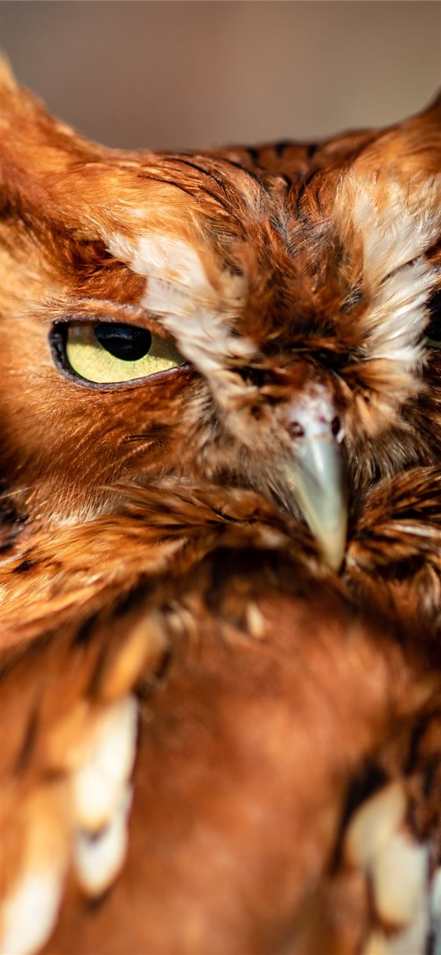 1125x2436 This little screech owl looks at me while I photog... - owl iPhone X Wallpaper