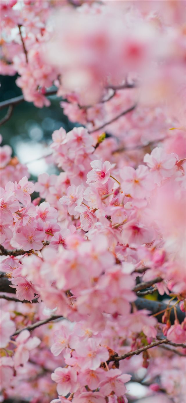 1125x2436 Yoyogi Park  Tokyo  Japan - japan iPhone X Wallpaper