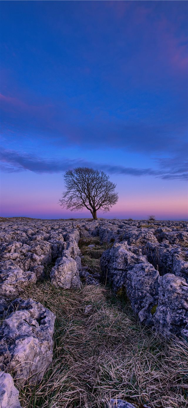 1125x2436 arrived here at 9pm for some night shots didn't ha... - ground iPhone X Wallpaper