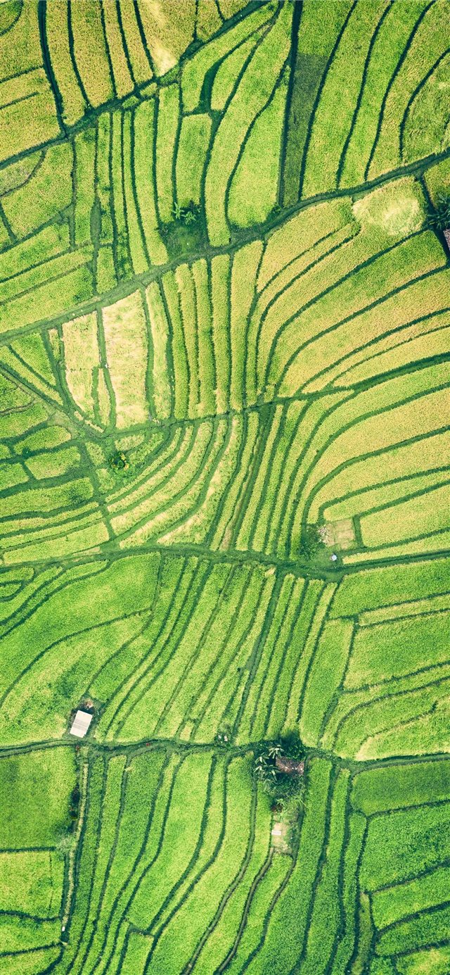 1125x2436 A grid -  iPhone X Wallpaper