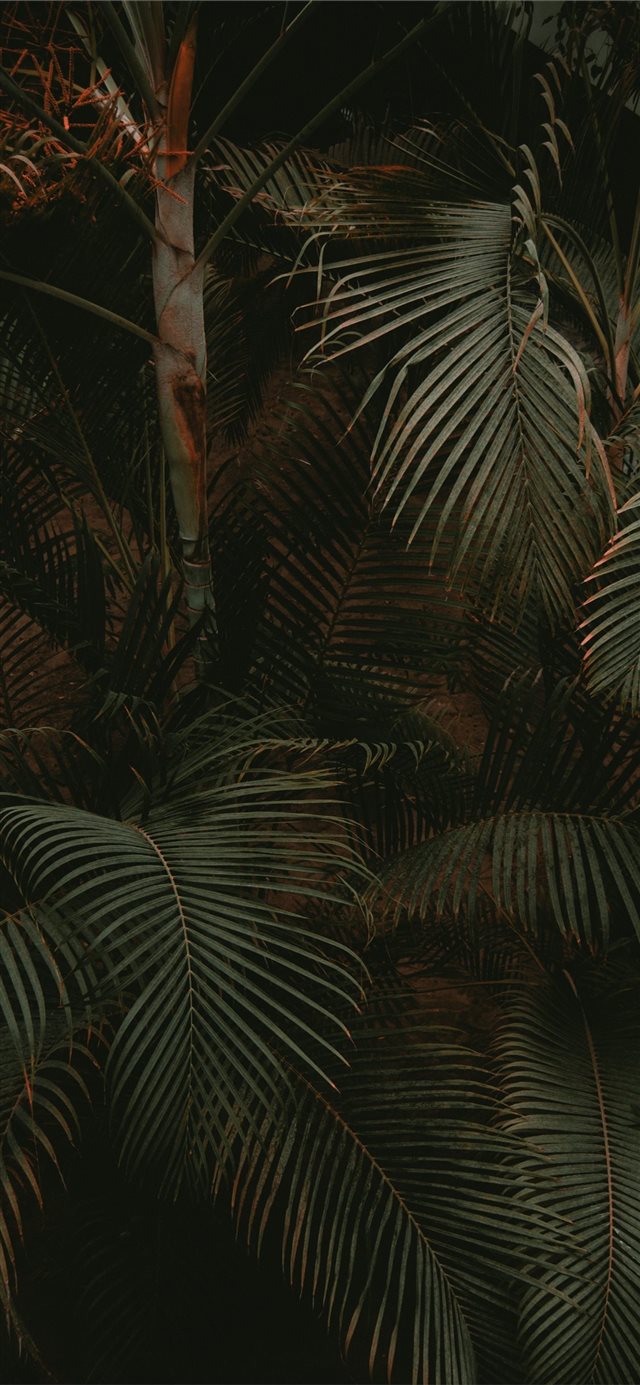 1125x2436 Chihuahua  Juarez  México -  iPhone X Wallpaper