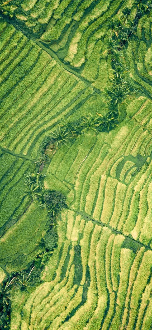 1125x2436 Forest strip - green iPhone X Wallpaper