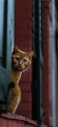 I was carspotting at sunset in Wiesbaden when I fo... wallpaper