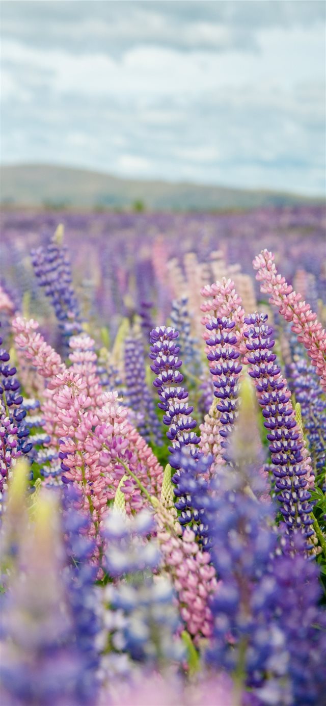 1125x2436 Tekapo  New Zealand - spring iPhone X Wallpaper