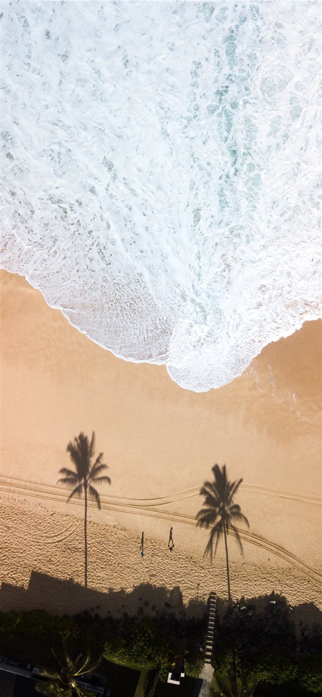1125x2436 59 397 Ke Nui Rd  Haleiwa  United States - palm tree iPhone X Wallpaper