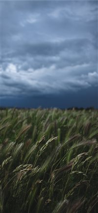 Best Grass Iphone X Wallpapers Hd Ilikewallpaper