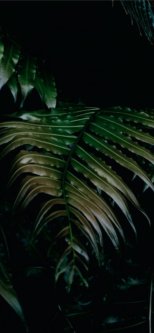 1125x2436 I am in love with plants and so fascinated by the ... - moody iPhone X Wallpaper