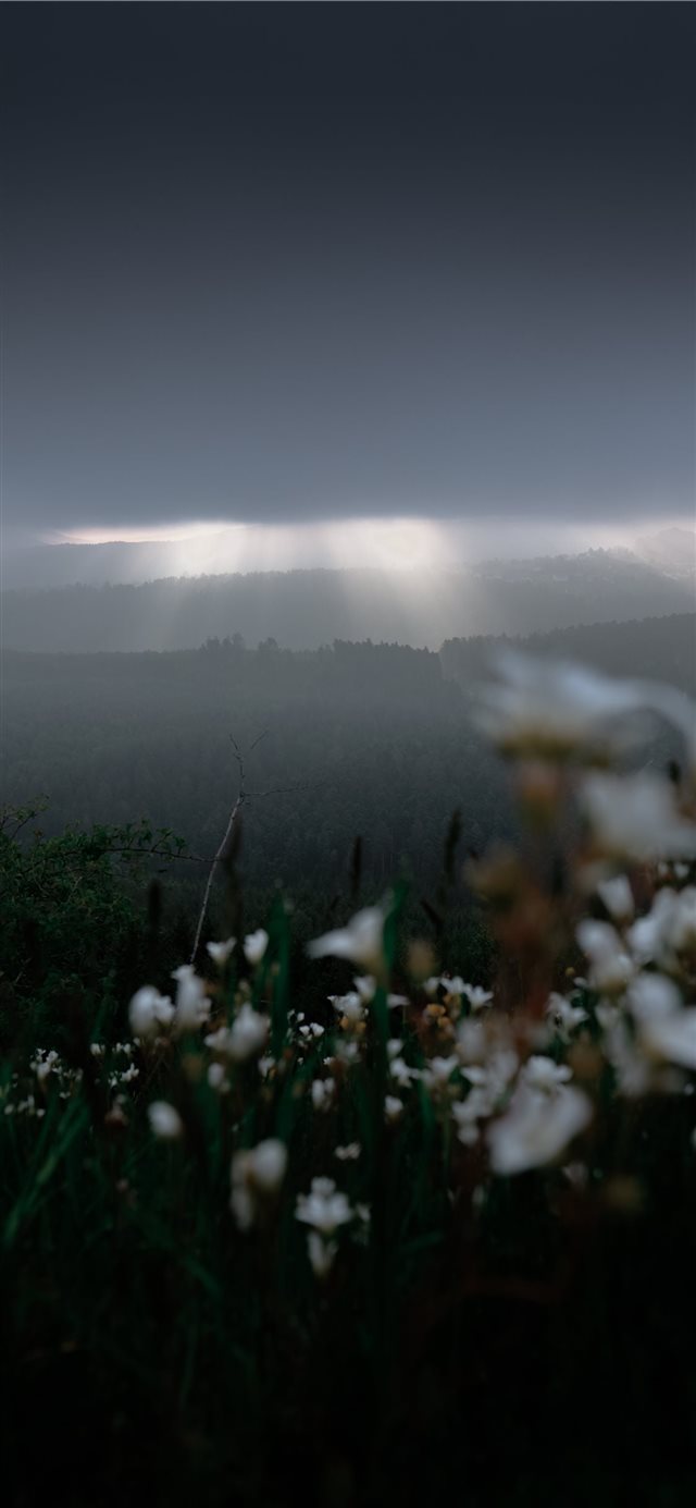1125x2436 Dabo  France - moody iPhone X Wallpaper