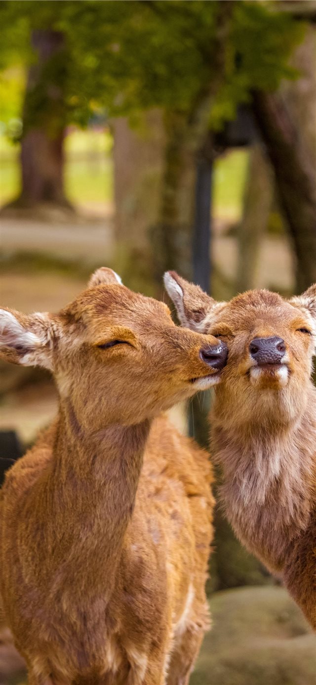 1125x2436 Nara Park  Nara  Japan - couple iPhone X Wallpaper