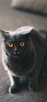 Catch focus wallpaper