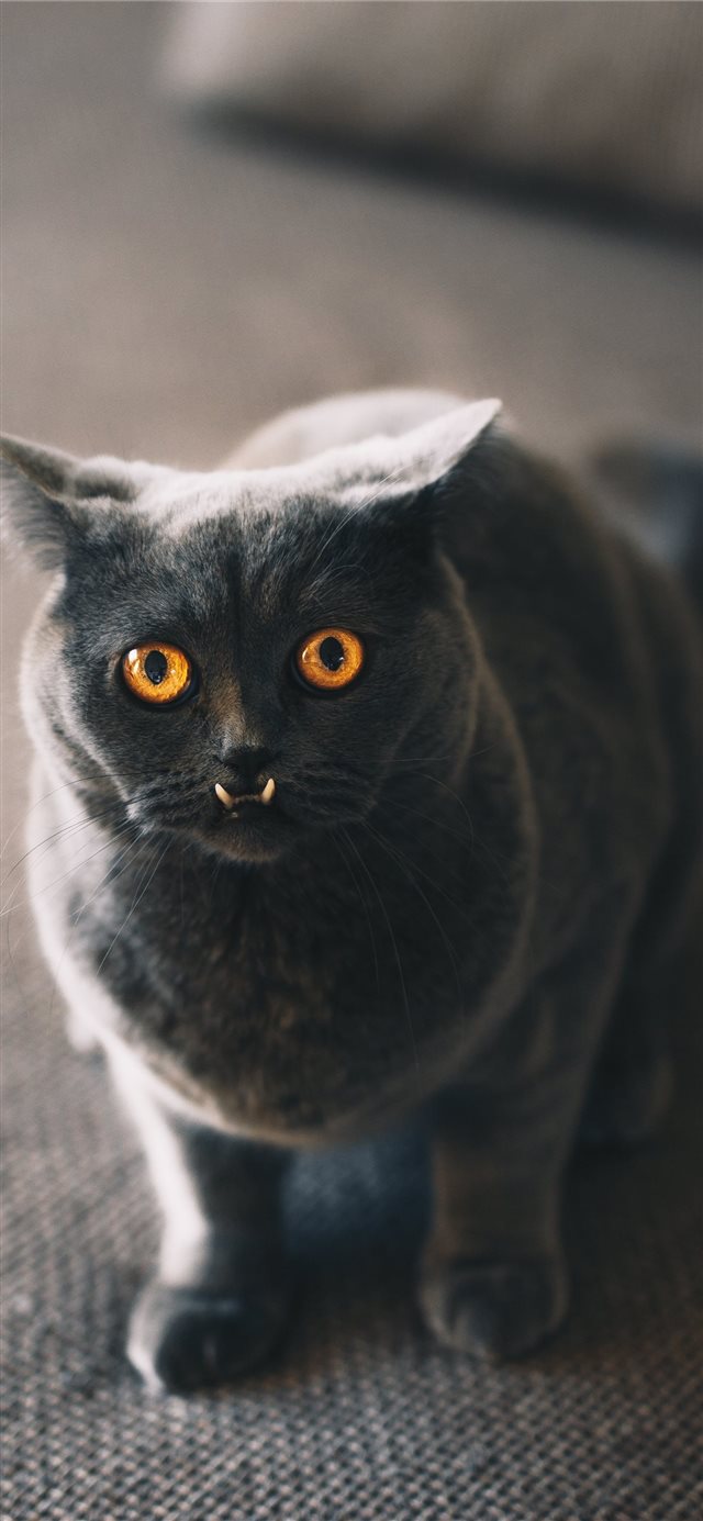 1125x2436 Catch focus - cat iPhone X Wallpaper
