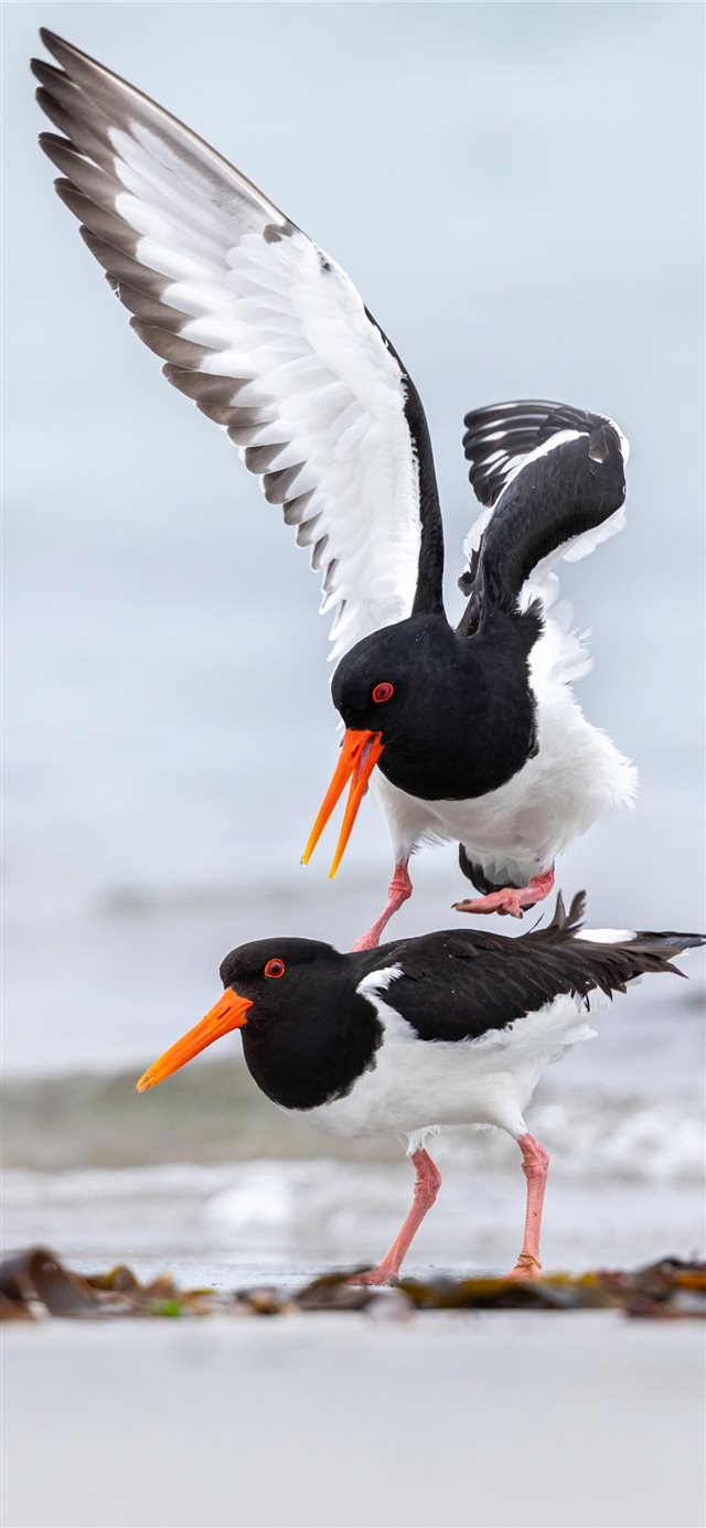 1125x2436 Helgoland  Germany - eating iPhone X Wallpaper