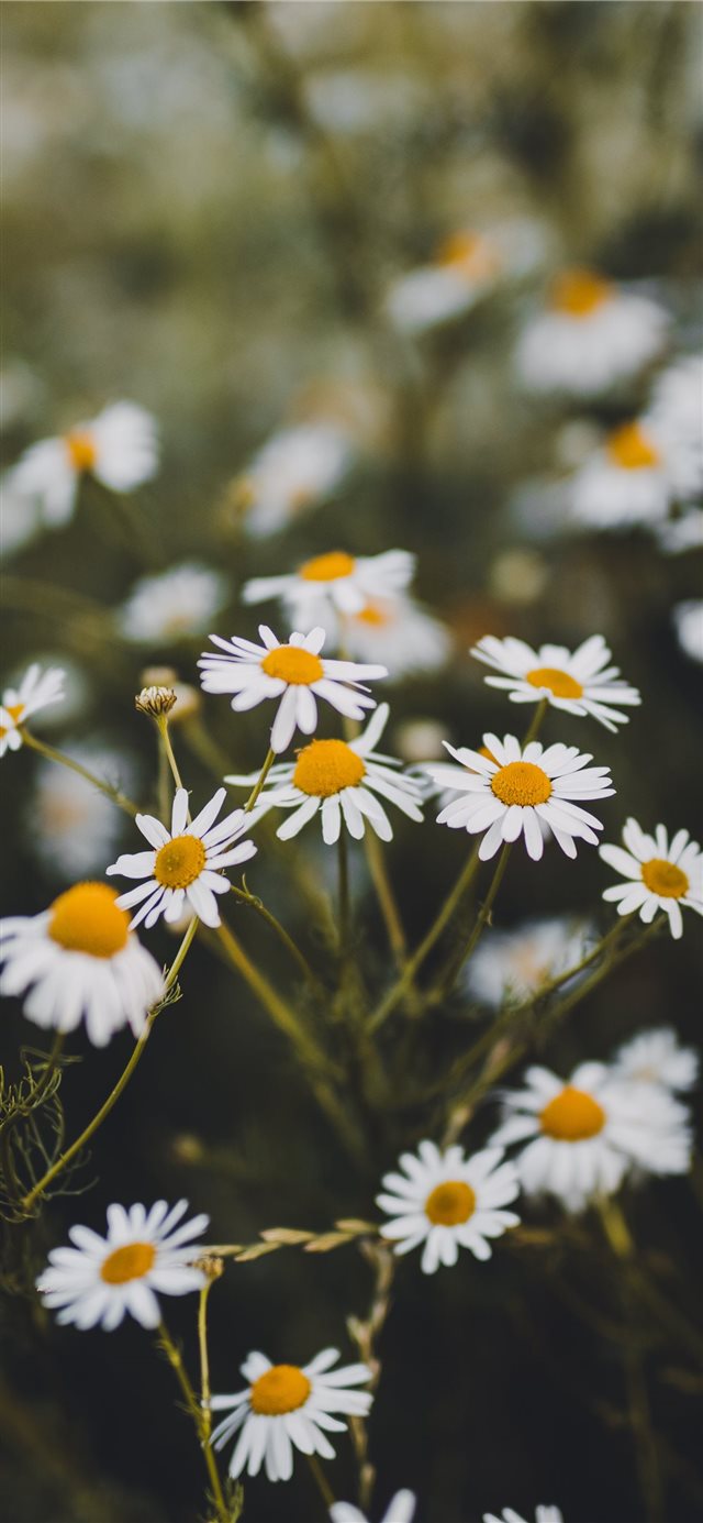 1125x2436 Trnava  Slovakia - floral iPhone X Wallpaper