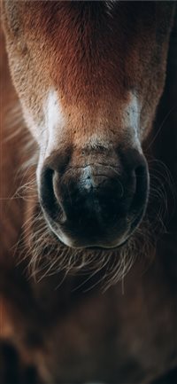 Kamchatka Russia iPhone X(S/Max/R) wallpaper