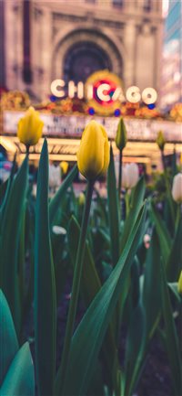 I was out shooting in Chicago when I passed the Ch... wallpaper