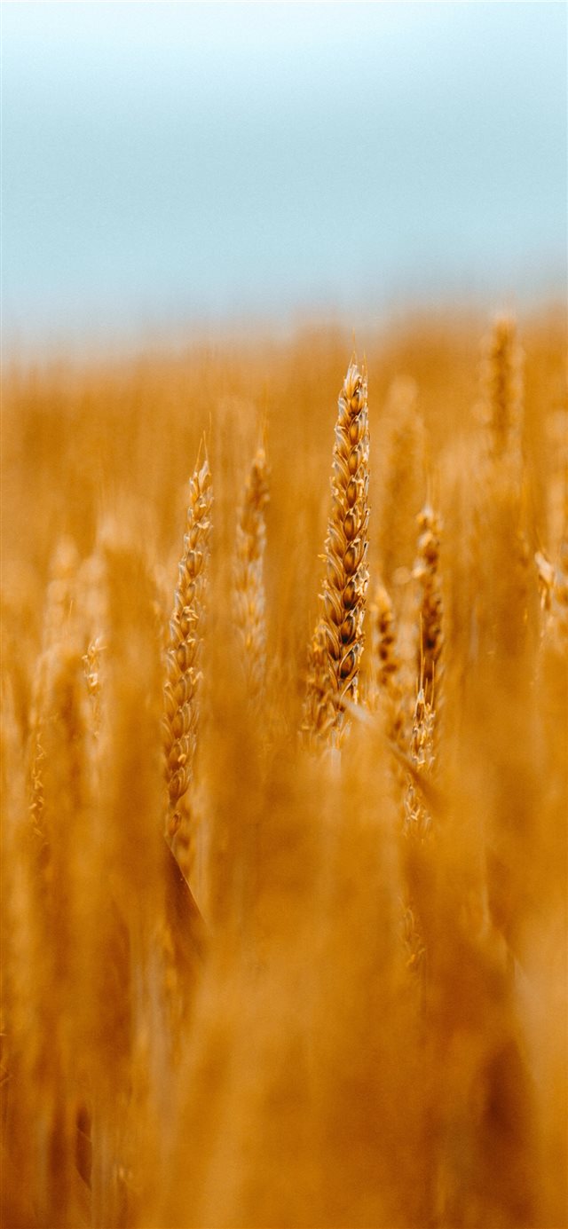 1125x2436 Eberstadt  Germany - bokeh iPhone X Wallpaper