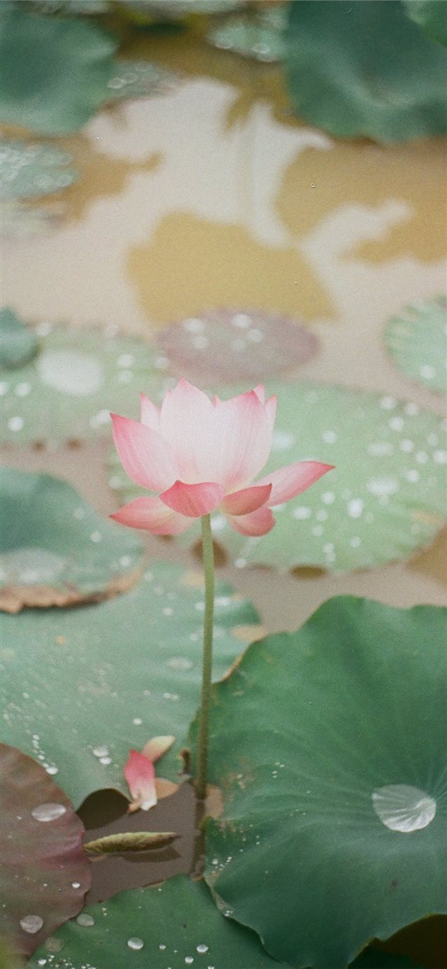 1125x2436 Lotus in Kodak Gold 200  Photo taken with Zenit ET... - petal iPhone X Wallpaper