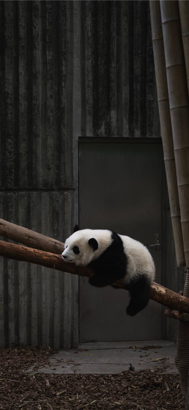 1125x2436 Chengdu  China - mammal iPhone X Wallpaper