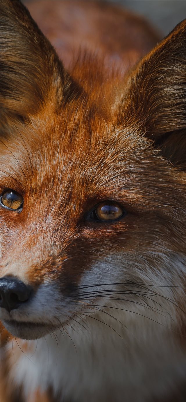 1125x2436 Fox🦊 - pet iPhone X Wallpaper