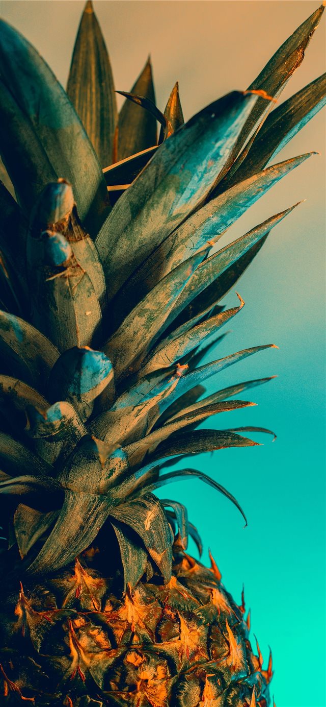 1125x2436 Ottawa - palm tree iPhone X Wallpaper