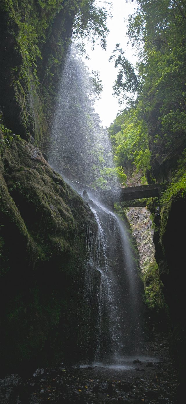 1125x2436 Los Tilos  Isla de la Plama  - plants iPhone X Wallpaper