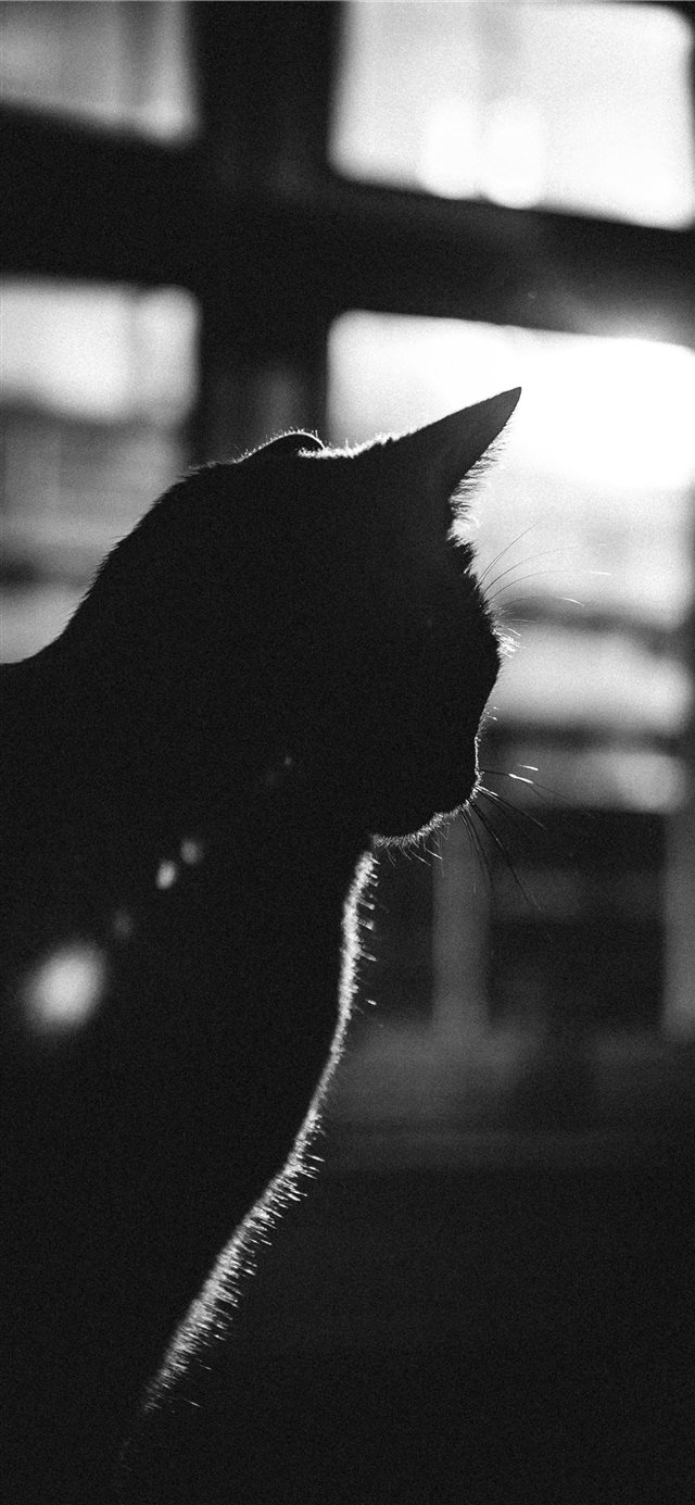 1125x2436 Amsterdam - cat iPhone X Wallpaper