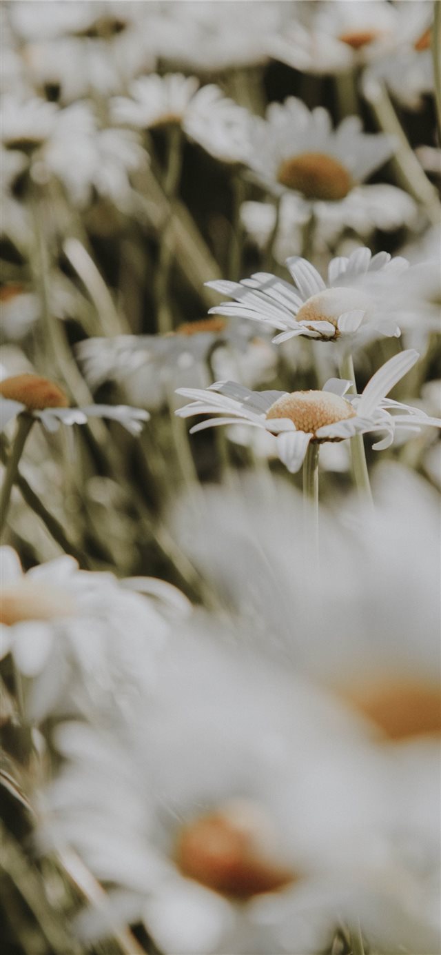 1125x2436 Rhode Island  Newport  USA - daisy iPhone X Wallpaper