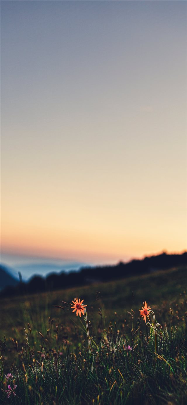 1125x2436 Honeymoon in the meadows of Sass Putia! - flare iPhone X Wallpaper